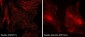 Anti-Paxillin Antibody